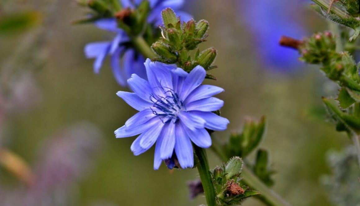 health benefits of chicory