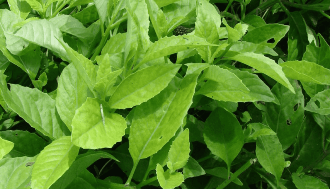 longevity spinach