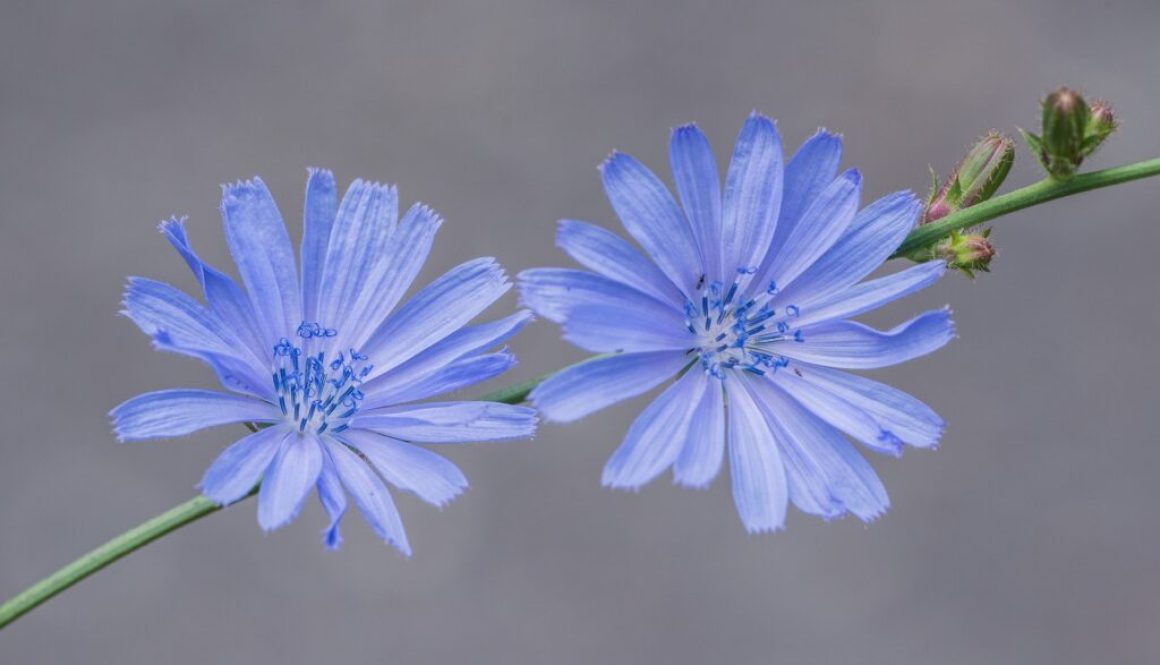 chicory-PLANT