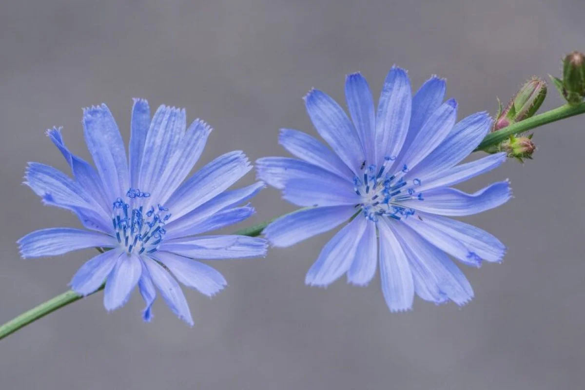 chicory-PLANT