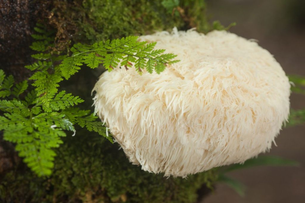 Reishi mushrooms growing on a fallen log in a forest
