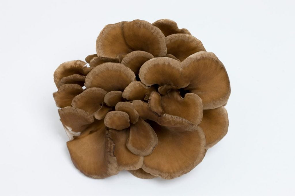 types of mushroom- Maitake mushroom
