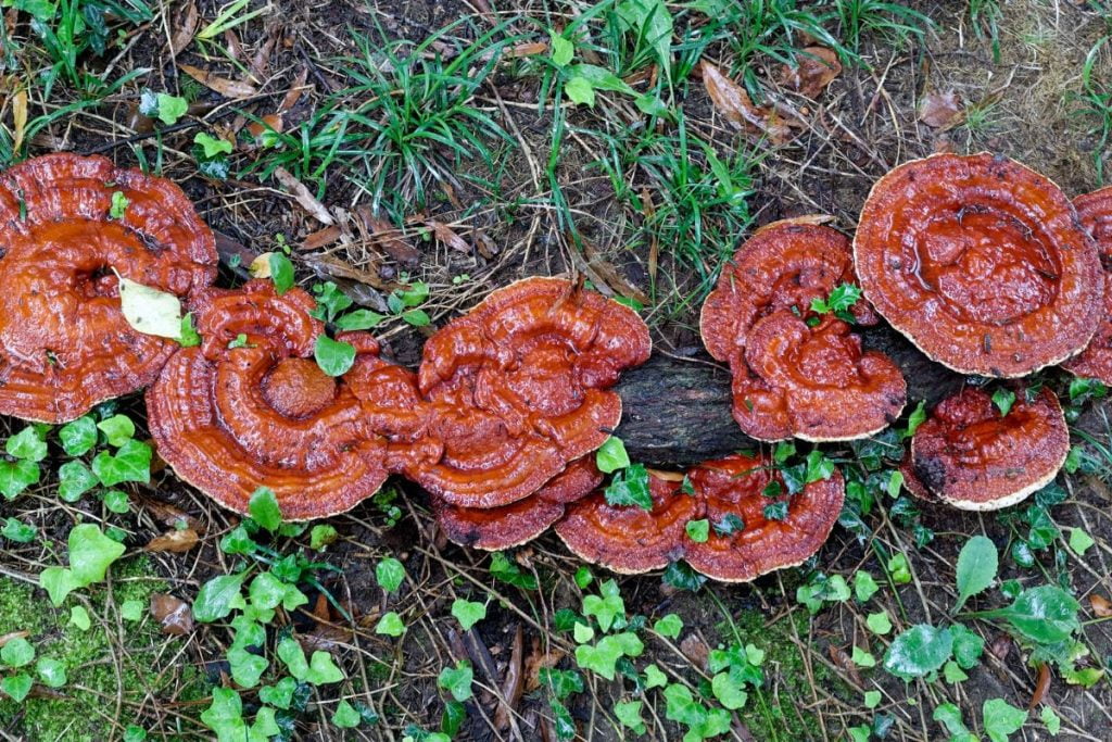 Reishi mushrooms growing on a fallen log in a forest