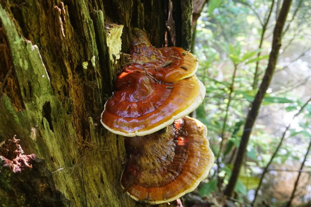 Reishi mushrooms growing on a tree trunk.