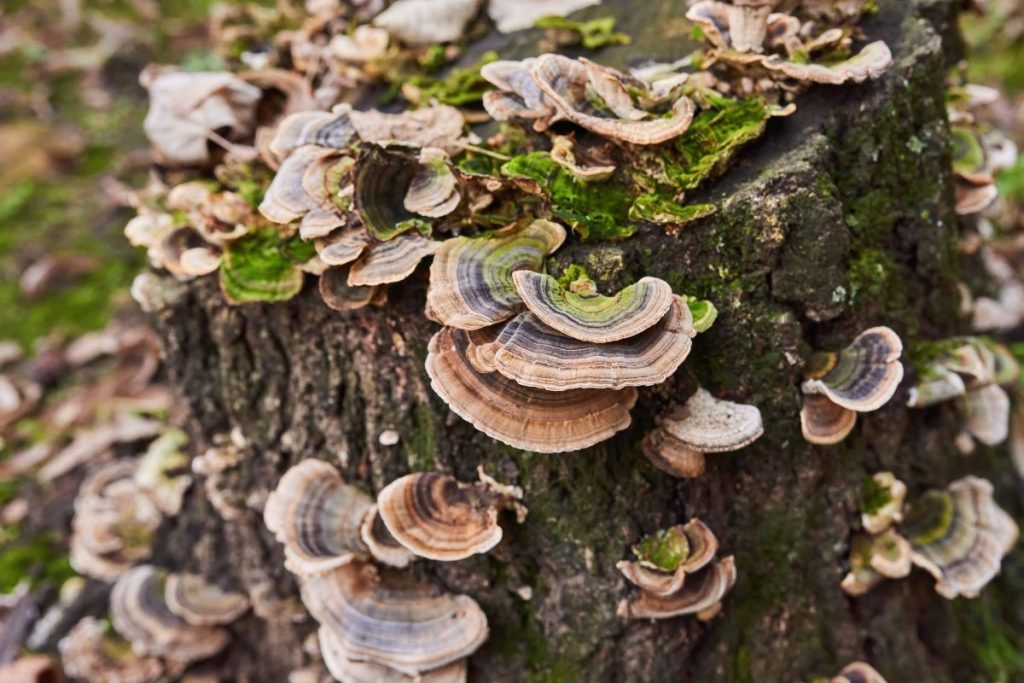 one of the types of mushroom: Turkey Tail mushrooms with colorful, striped patterns.